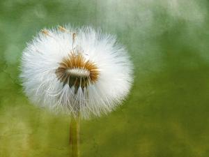Pusteblume vor grünem Hintergrund